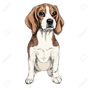 Close-up portrait of sitting Beagle dog. Colored illustration. Vector engraved art. Friendly smilling puppy isolated on white background. Pet shelter, flyer, poster, clothing prints. Sketched poster