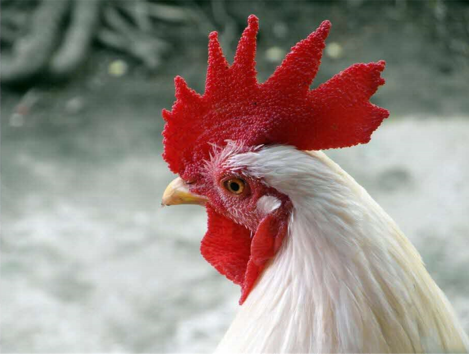 Coq